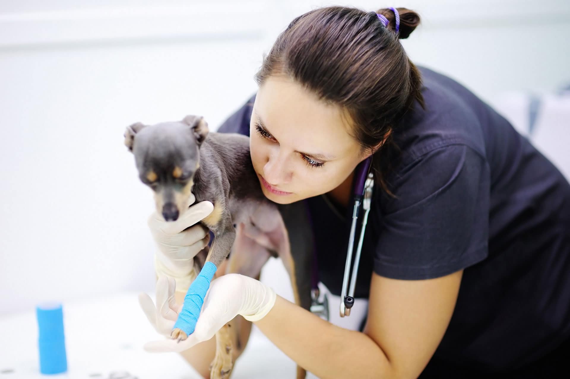 Animal Pain Management Union Lake Veterinary Hospital
