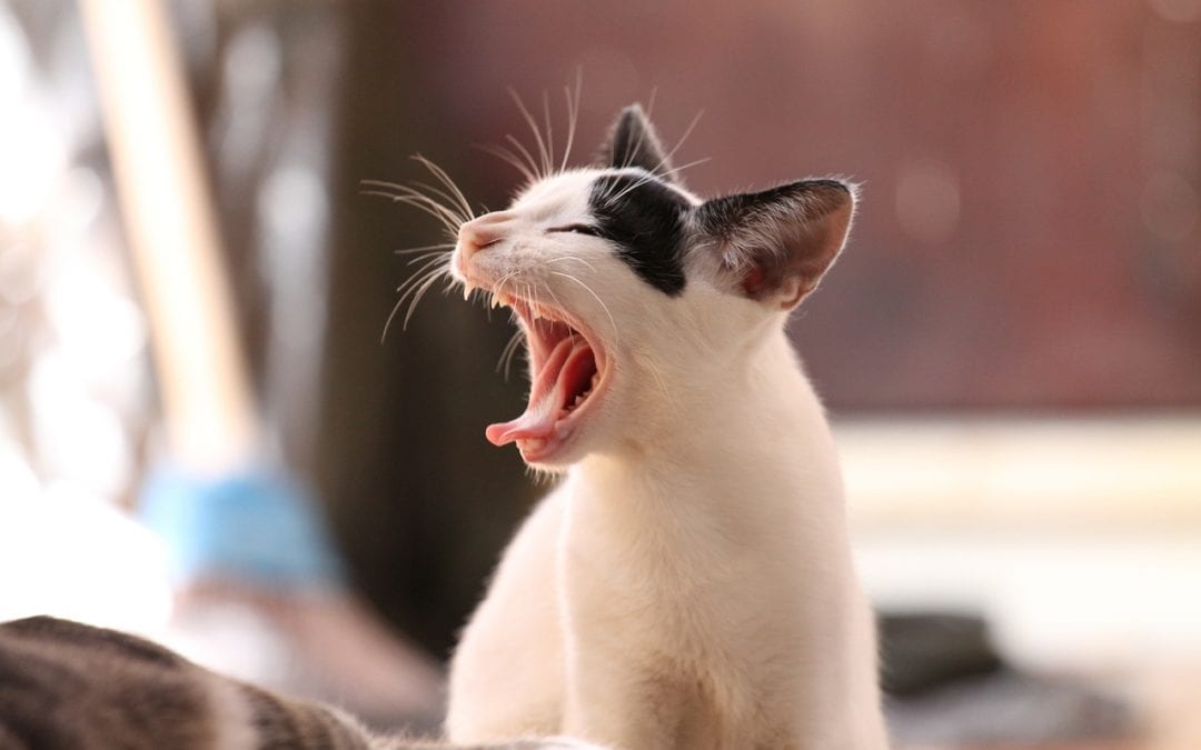 Feline Upper Respiratory Infection & How You Can Protect Your Cat