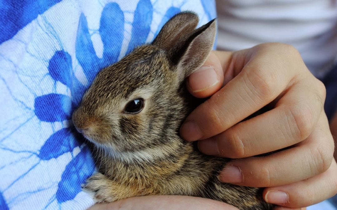 Baby Bunnies and Chicks, Oh My! Easter Pet Care