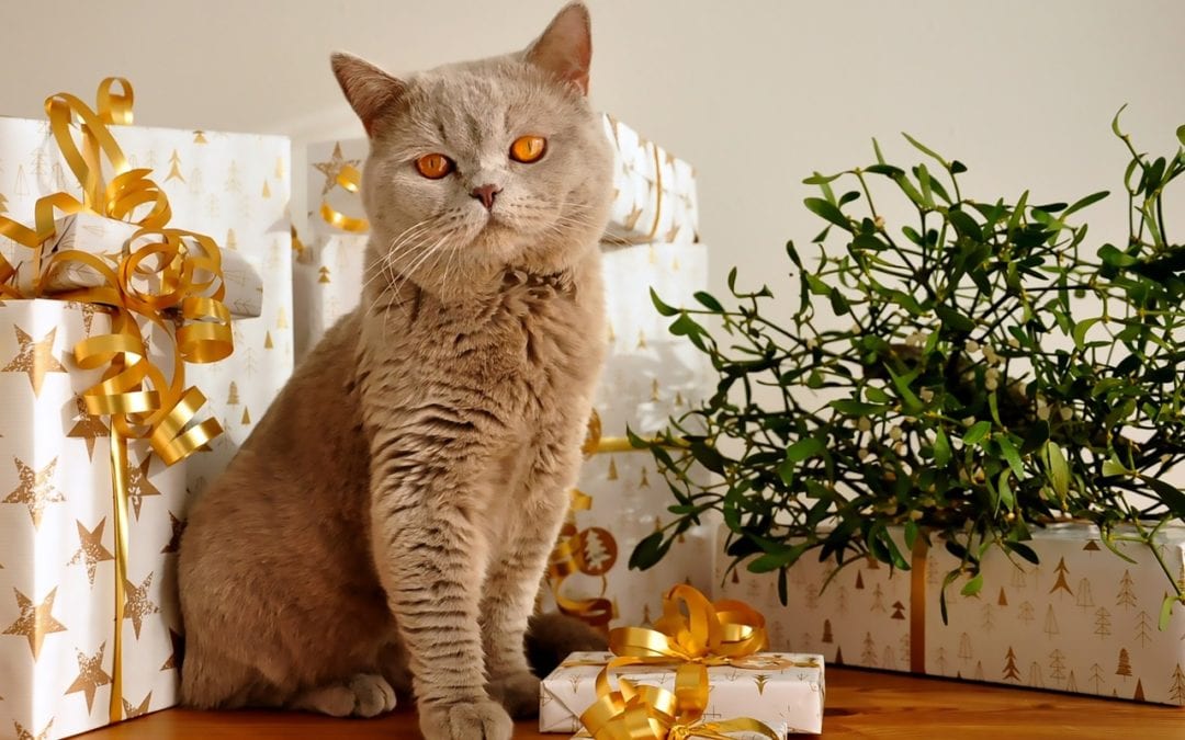 Home For The Holidays – A Safe & Festive Environment For Your Pet