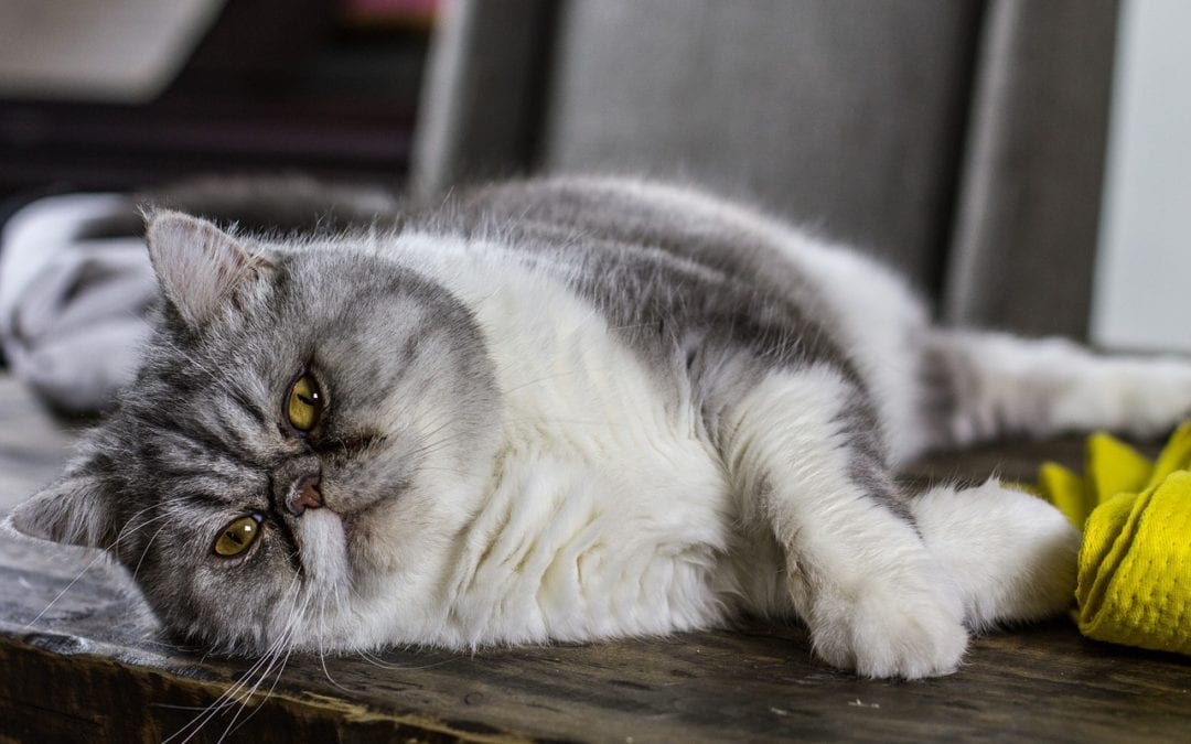 Not So Sweet: Diabetes in Cats
