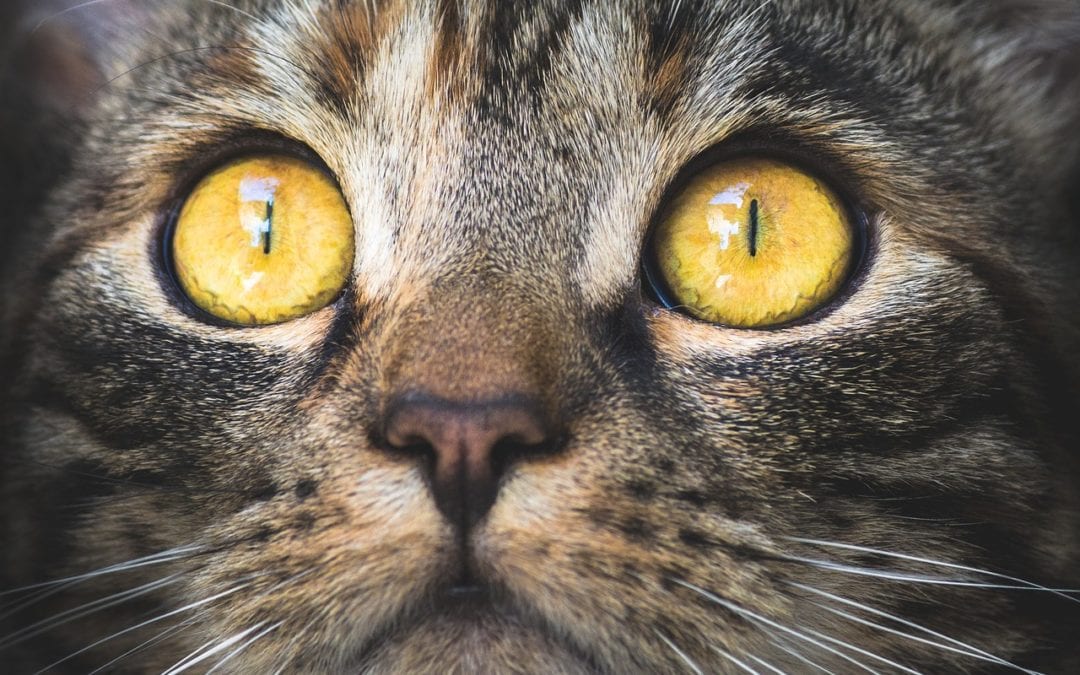 Rabies in Cats: Why Vaccinating is Important