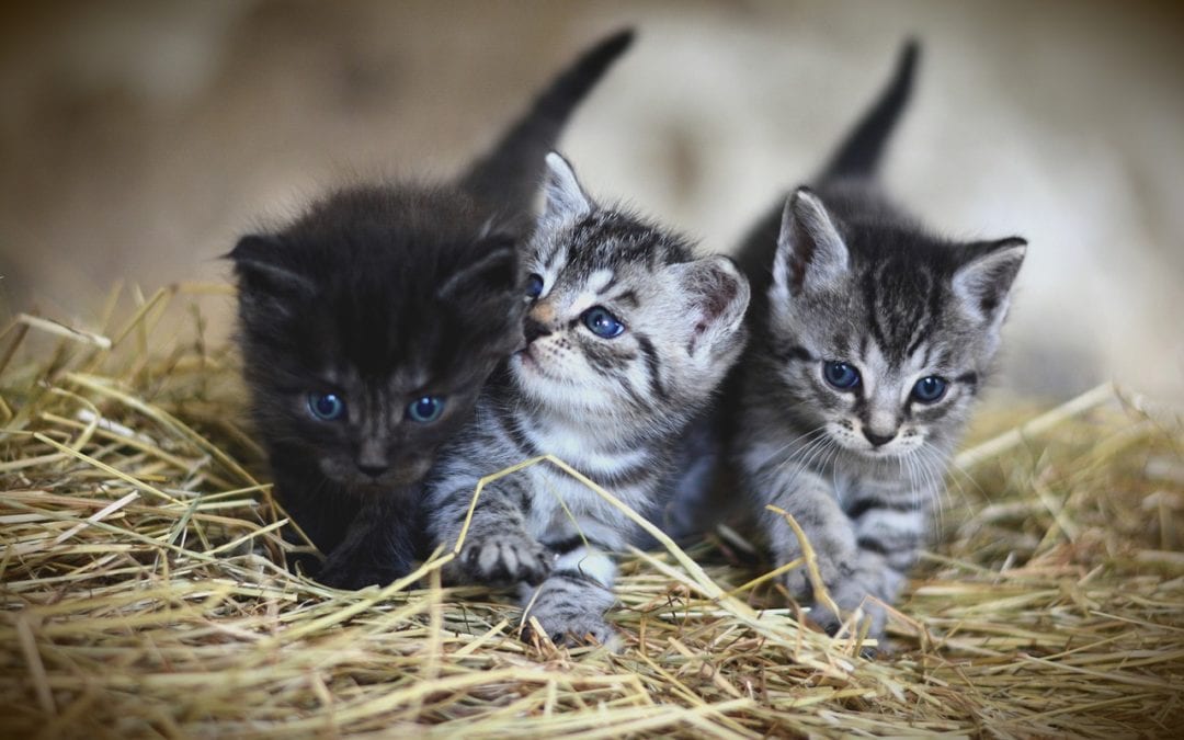 Kitten Care: Make Kitten Season a Happy One