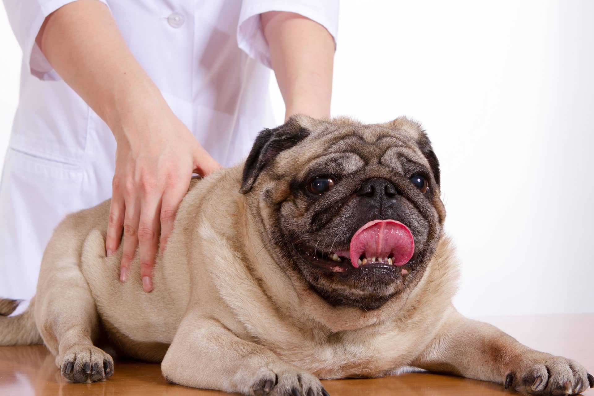 Veterinary Chiropractic Near Me Improves Animal Mobility