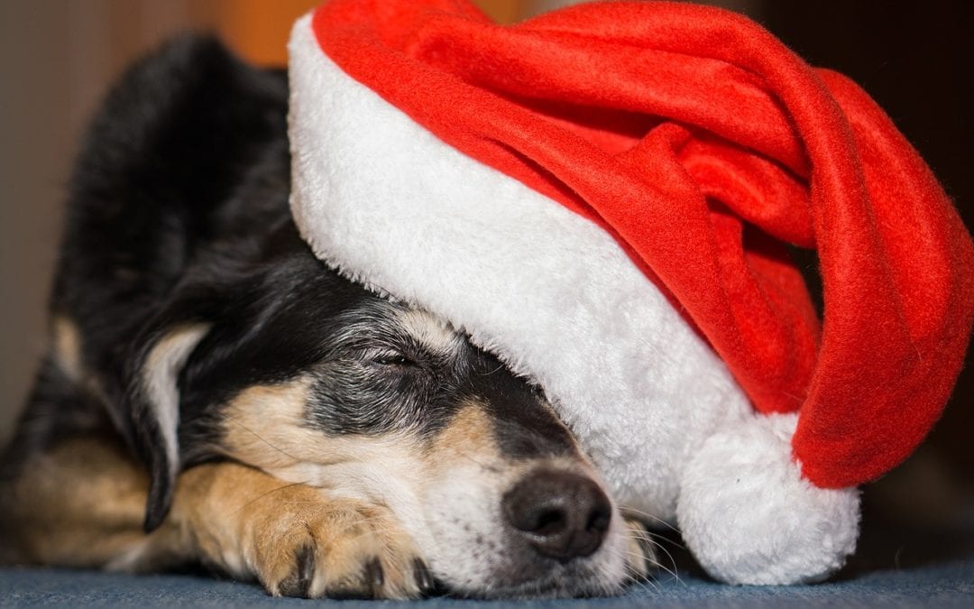 Spreading Good Cheer: Helping Pets in Need this Holiday Season