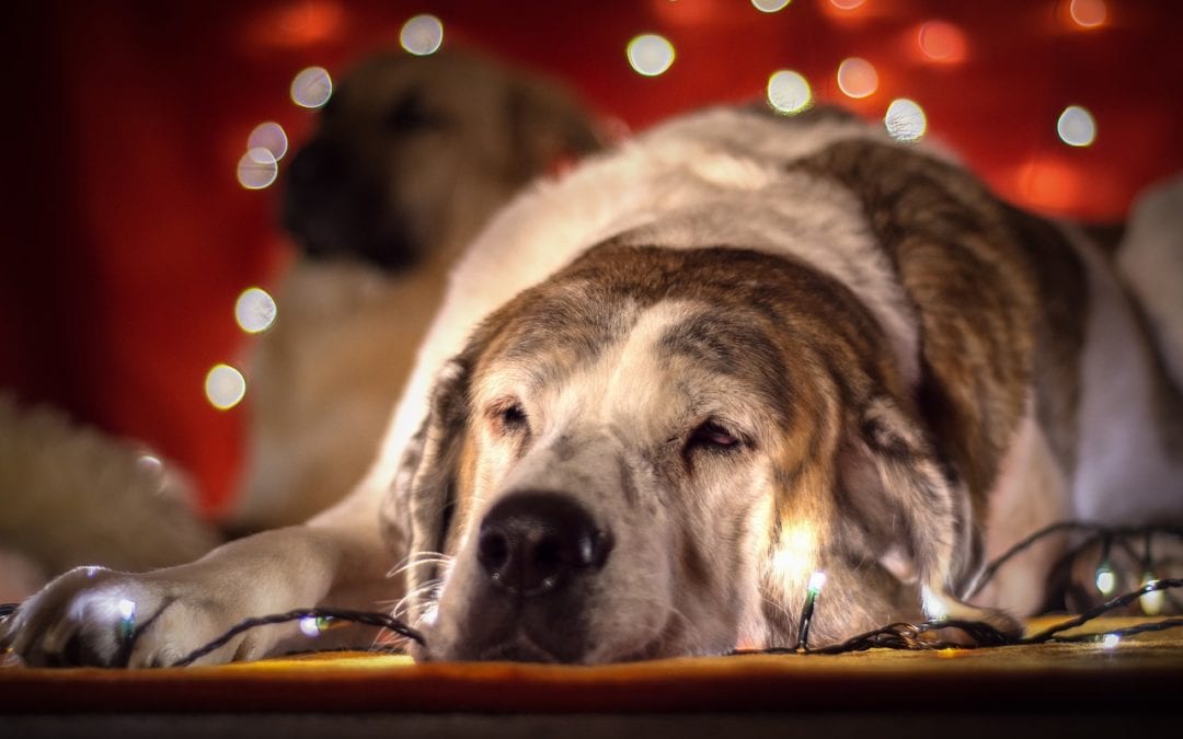 Happy Howl-idays: Celebrating the Holiday Season With Your Pet