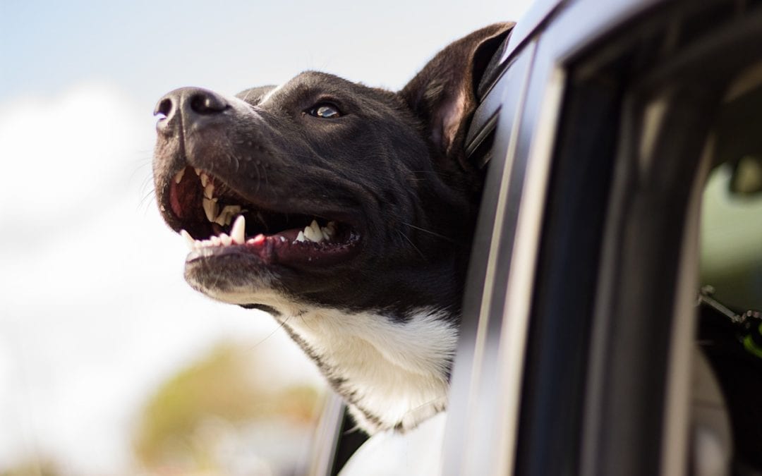 Hit the Road, Jack: Dog Vehicle Safety Restraints