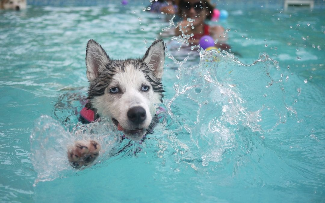 The Dog Days of Summer: Pet Safety and Summer Fun