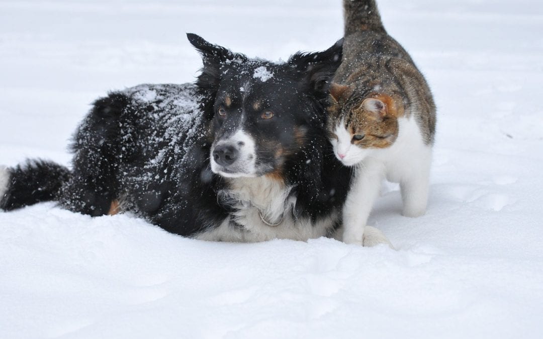 Baby it’s Cold Outside: Winter Weather Pet Health and Safety