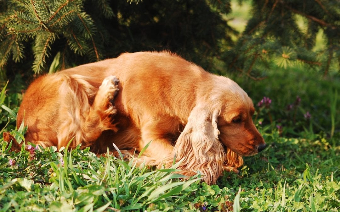 The Case for Year-Round Pet Parasite Prevention