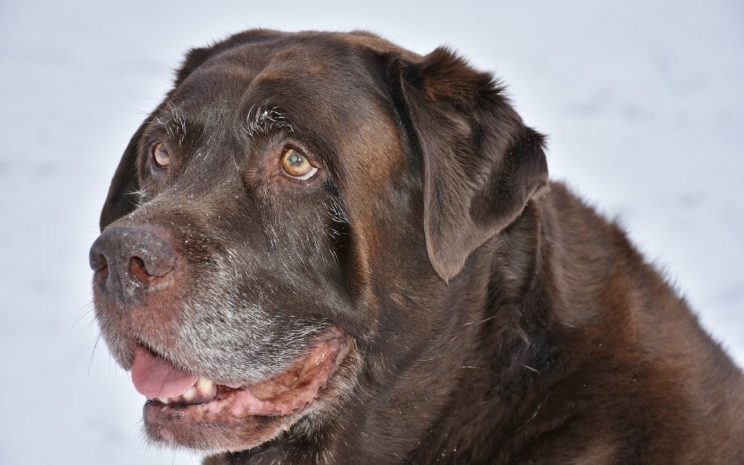 Over the Hill: Caring for Your Senior Pet