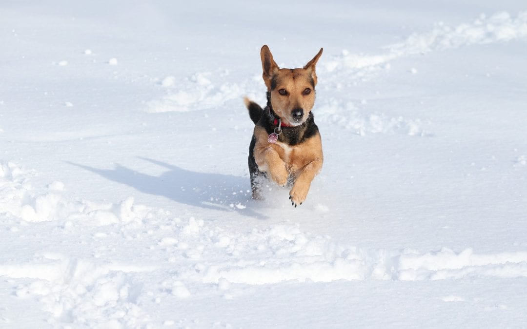 Cold Weather Activities for Pets