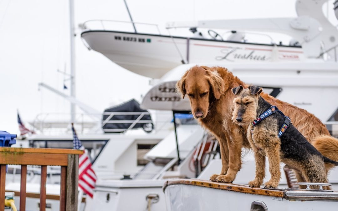 First Mate Fido: Boating and Your Dog