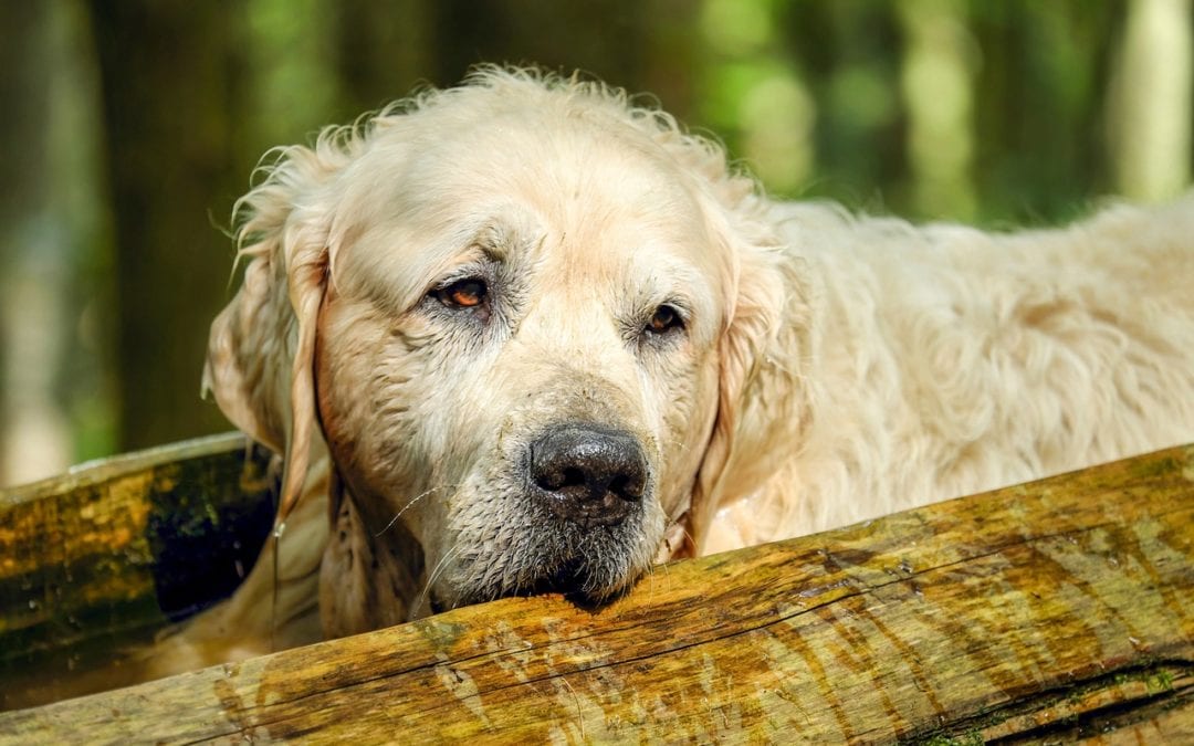 Senior Pet Care: Keeping the Golden Years Golden