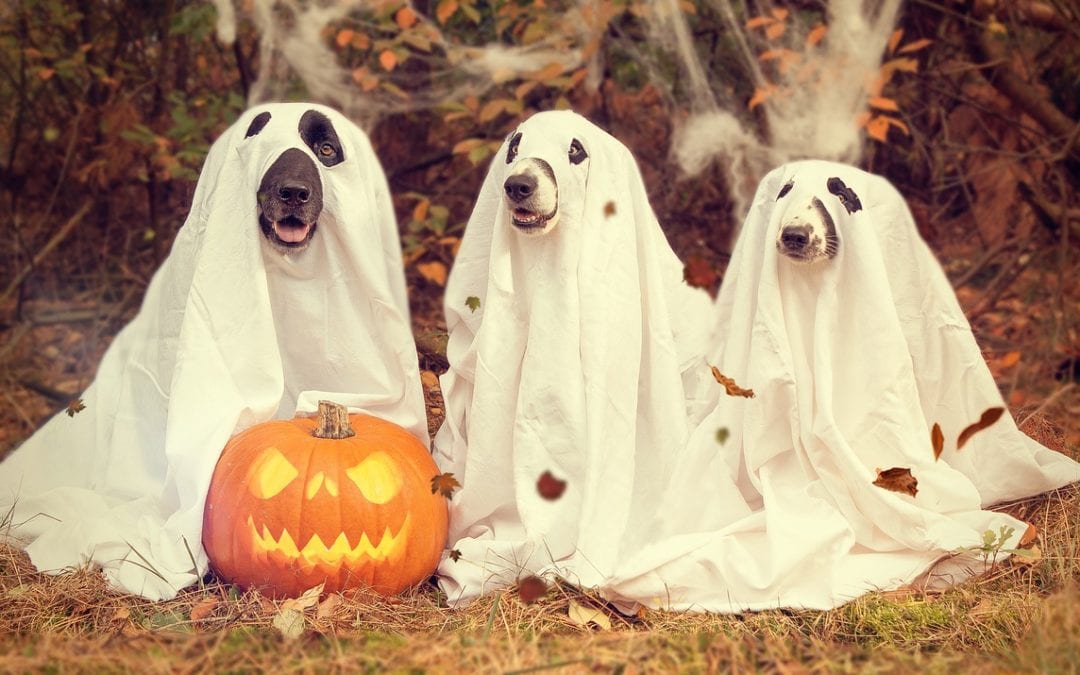 Halloween Pet Dangers: How To Have a Happy and Safe Howl-o-ween
