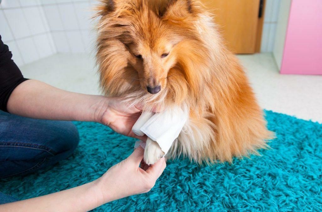 Pet Wounds: What to Look For and When to Seek Help