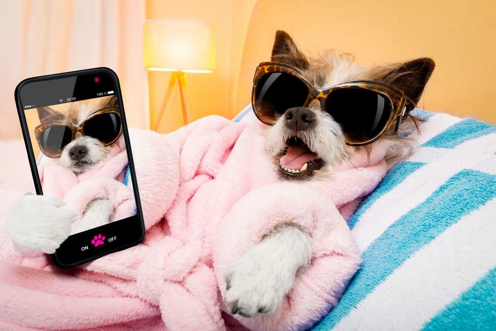 6 Tips to Make Your Pet an Instagram Star