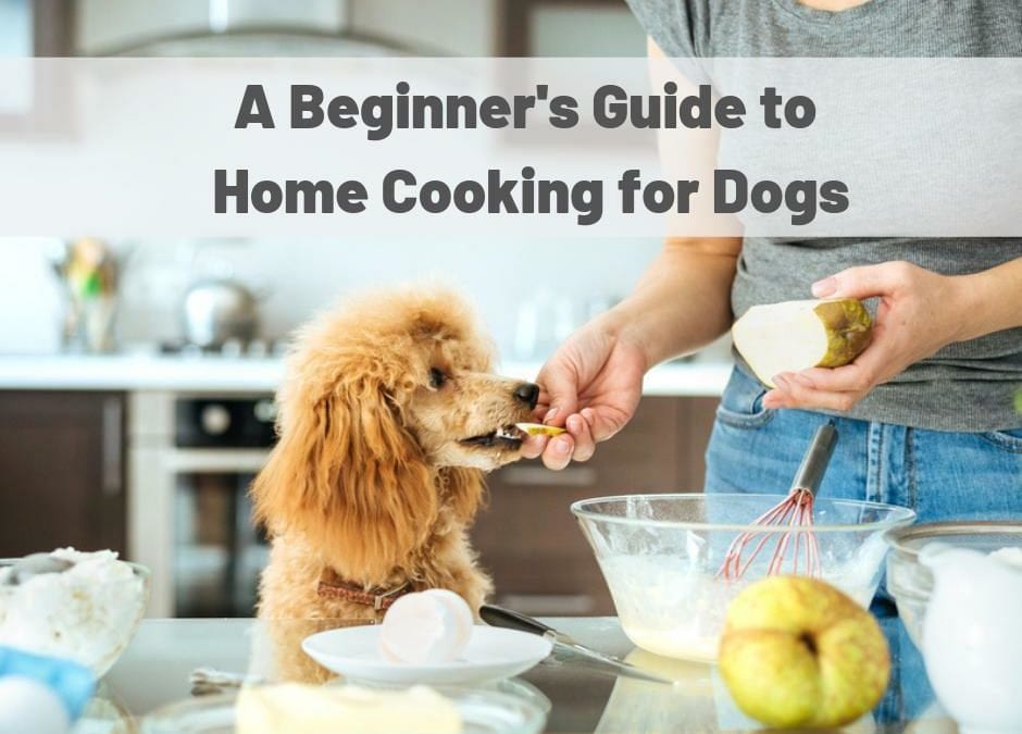 balanced home cooked diet for dogs