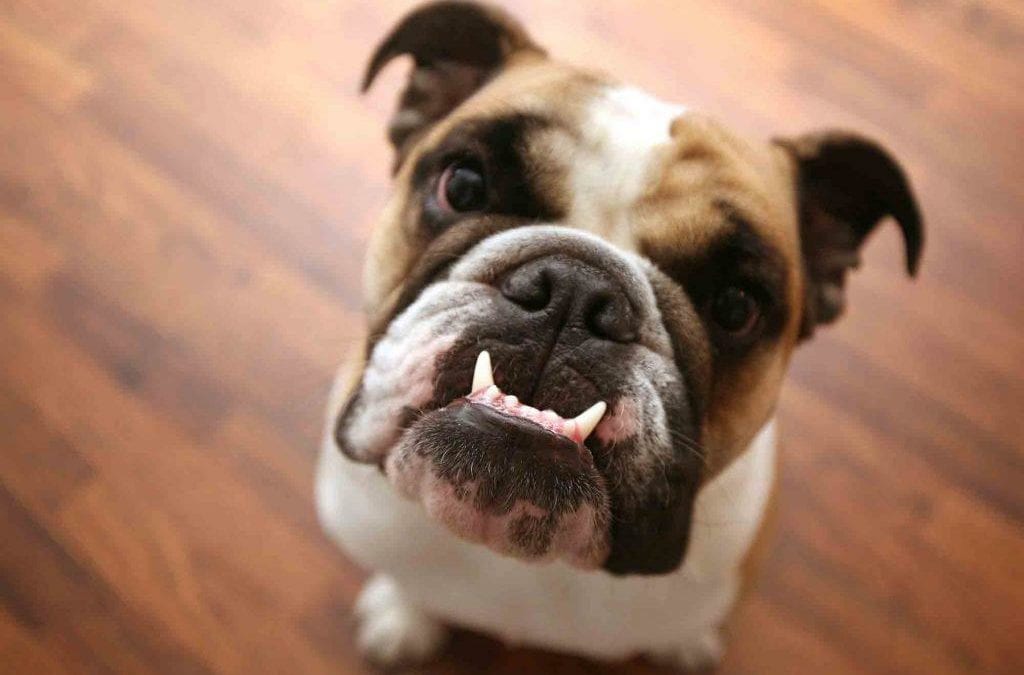 What You Can’t See, Can Hurt Your Pet: The Ins and Outs of Pet Dental Care