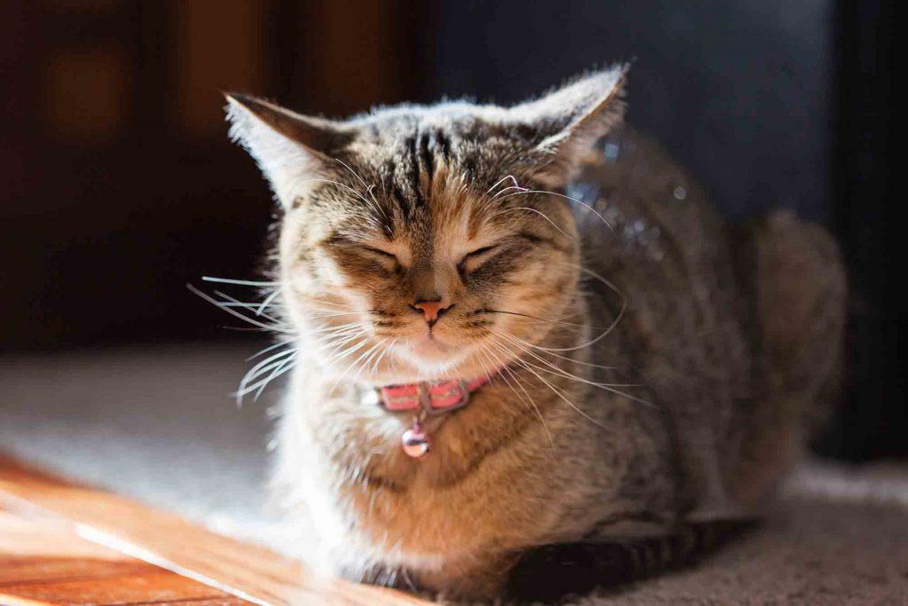 The Hardest Day Powerful Pet Loss Quotes to Comfort and Inspire