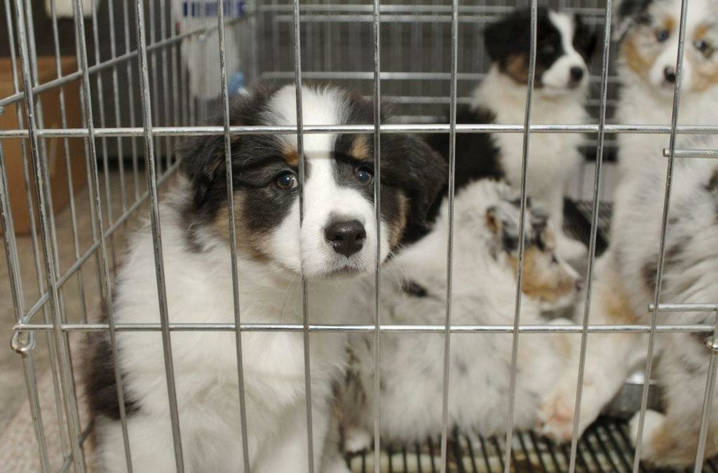 Putting An End To Puppy Mills, Once And For All