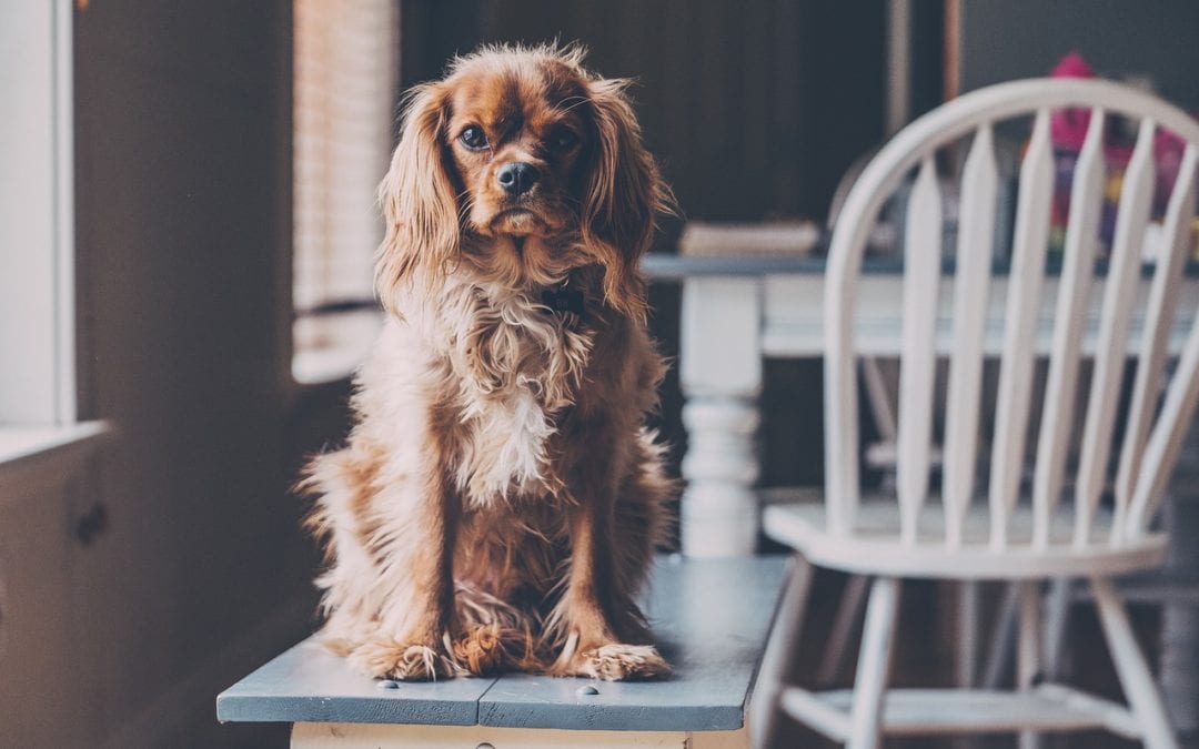 Pets On The Patio: Tips And Tricks For Dining Out With Pets