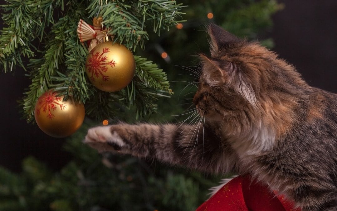 Peace On Earth: Low-Stress And Pet-Friendly Holiday Planning