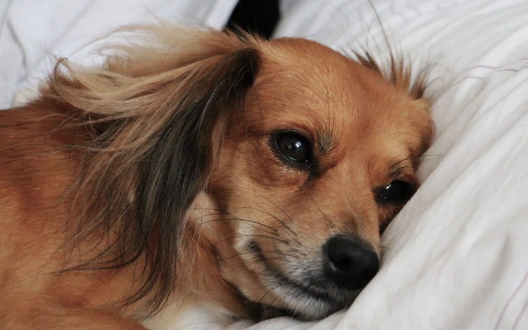 The Latest Canine Flu Outbreak: How At Risk is Your Dog?