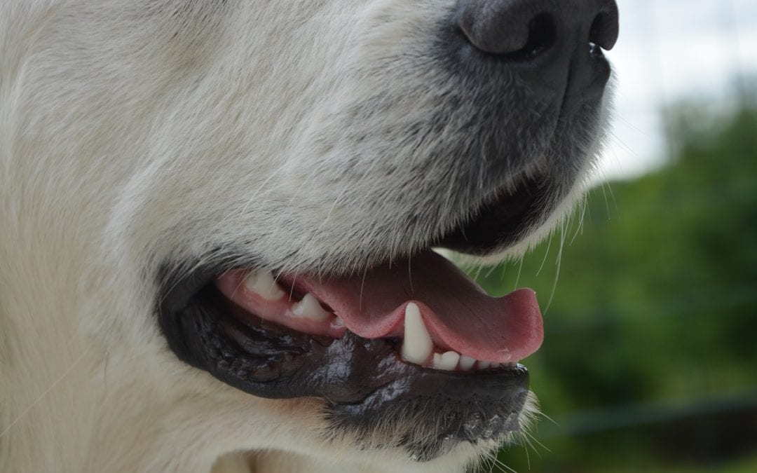 The Ins and Outs of Canine Kennel Cough Vaccination