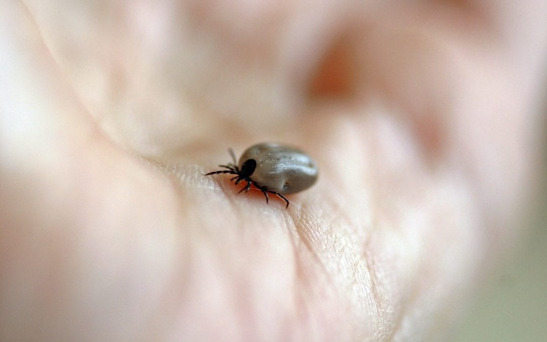 Ask a Vet: What is the Right Way to Remove Ticks From My Pet?
