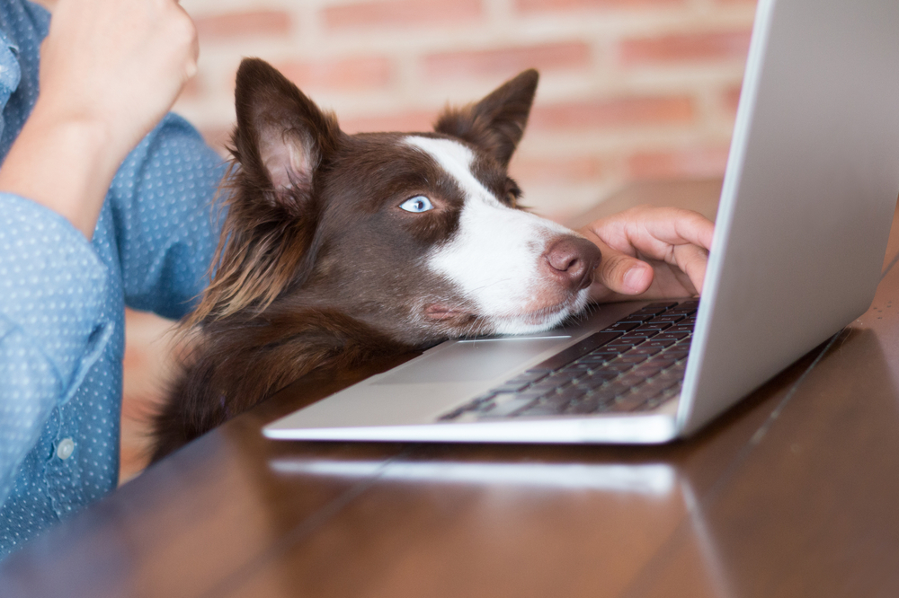 Online Pet Health Advice: 8 Sources You Can Trust