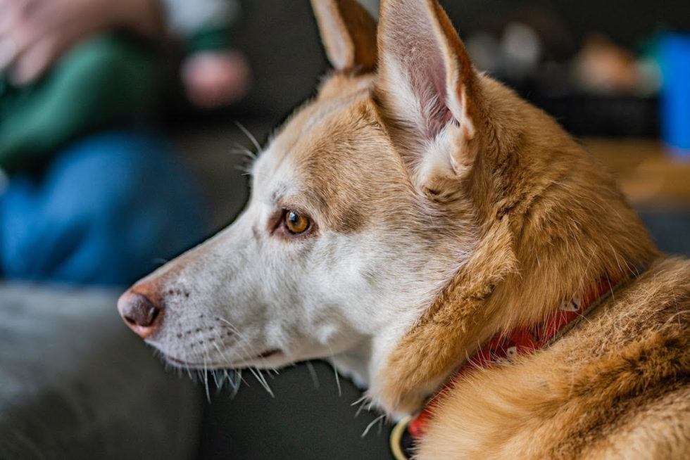 How To Remove Plaque From Dogs Back Teeth