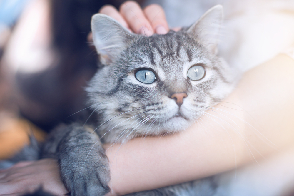 How Cats Choose Their Favorite Human Union Lake Veterinary Hospital