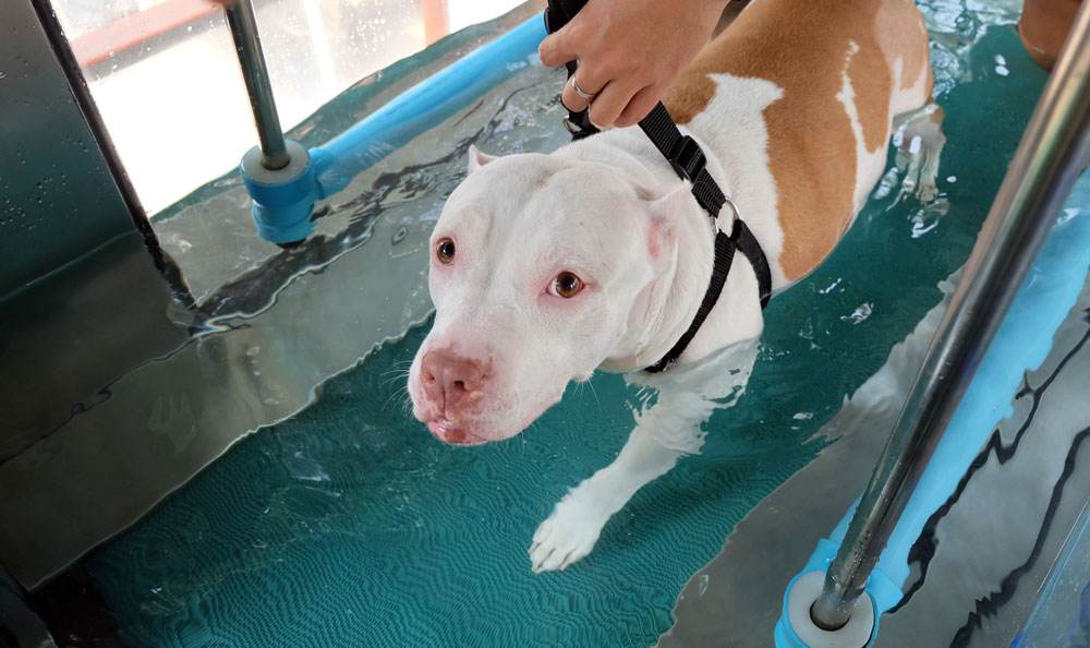 How Dog Physical Therapy Can Improve Your Dog s Life