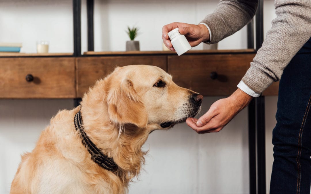 Is Your Pet Anxious? Calming Treats for Dogs