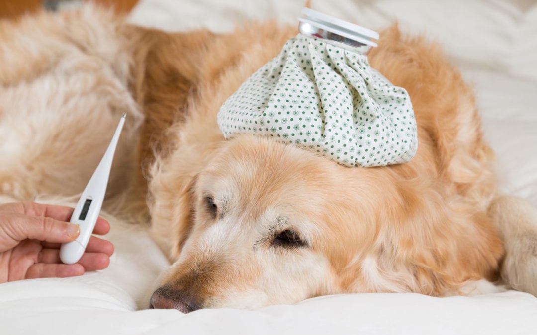 Can Dogs Get Flu?