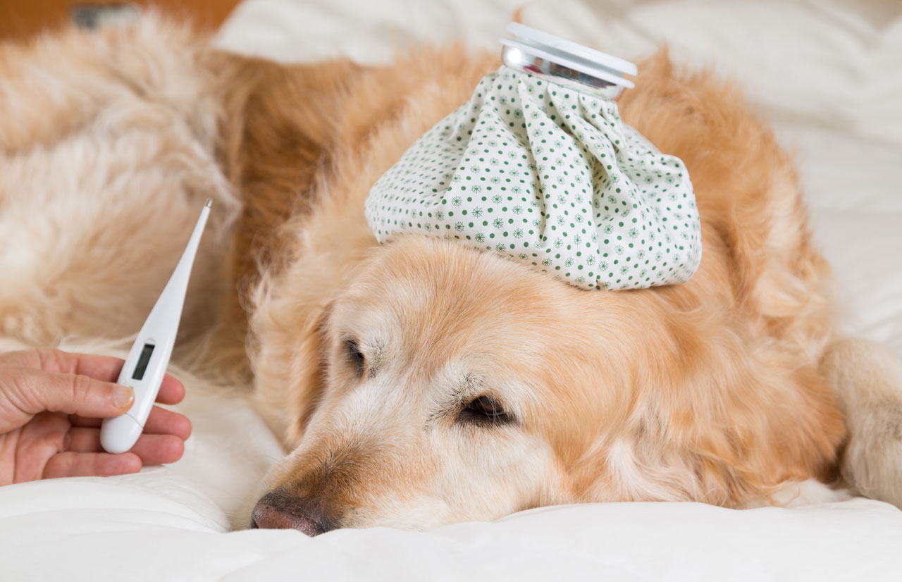 can-dogs-get-flu-union-lake-veterinary-hospital