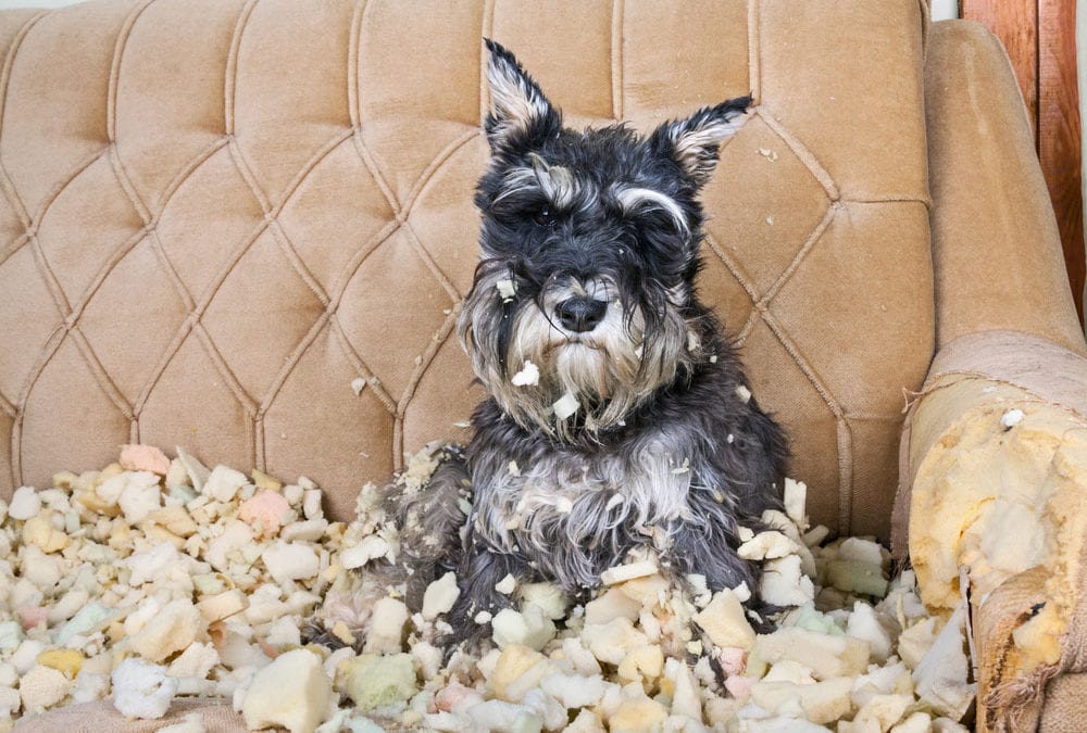 Behavior Changes in Your Dog Due to Separation Anxiety