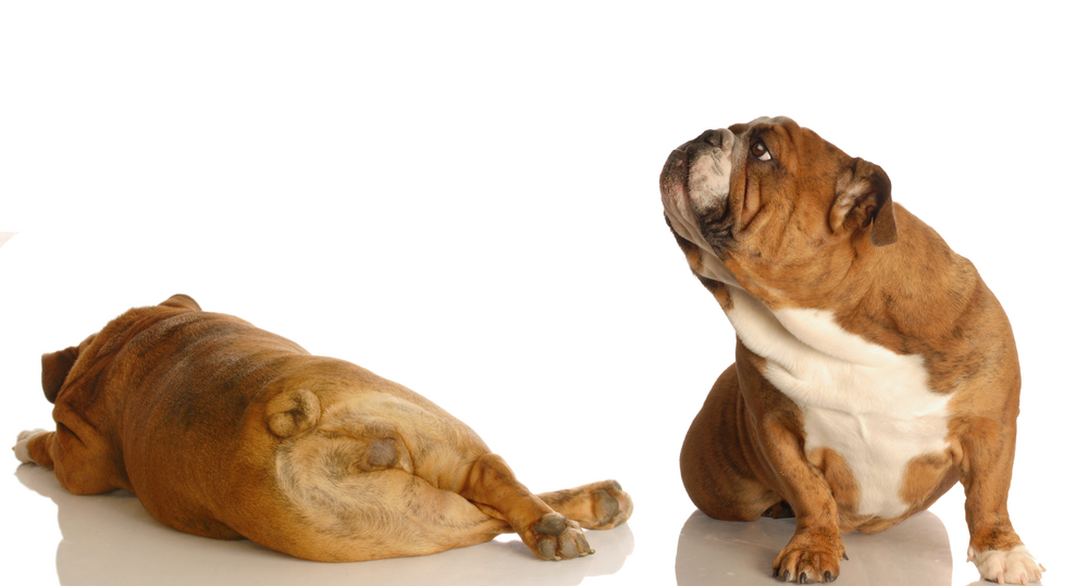 What’s that Smell? How to Reduce Dog Farts