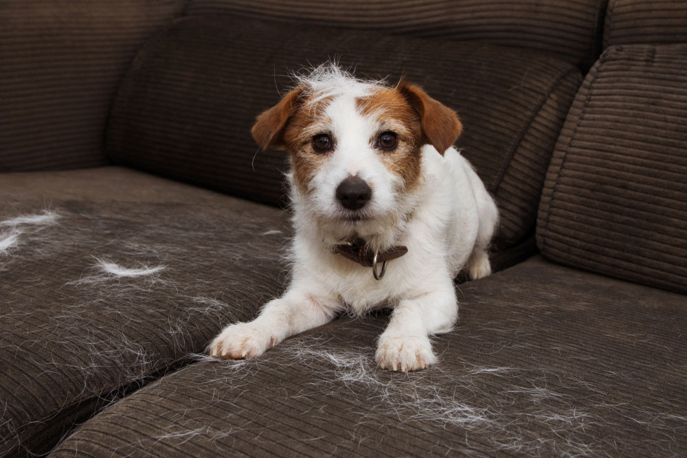 Shedding Much? Excessive Hair Loss in Dogs
