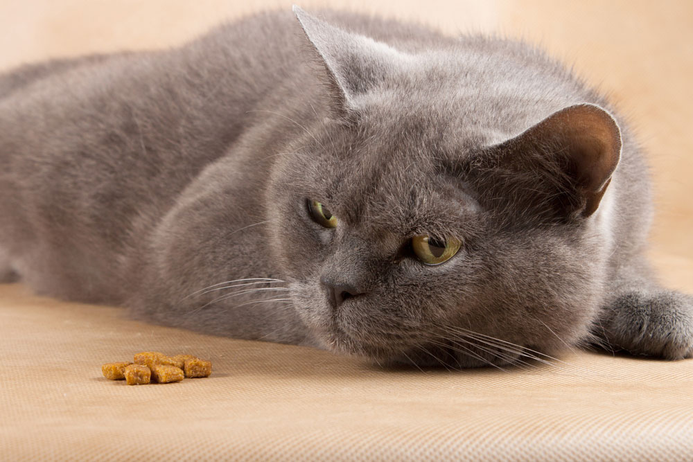 Finicky Feline: Why Is My Cat Not Eating?