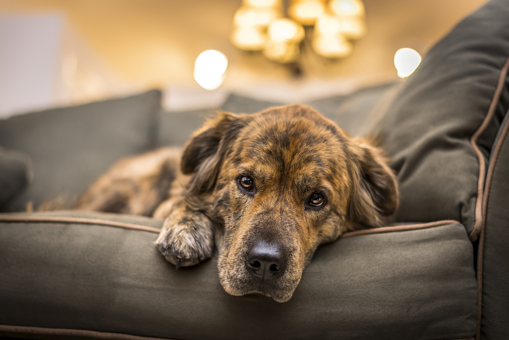 Is My Dog Depressed? Treating Mental Health Issues in Canines