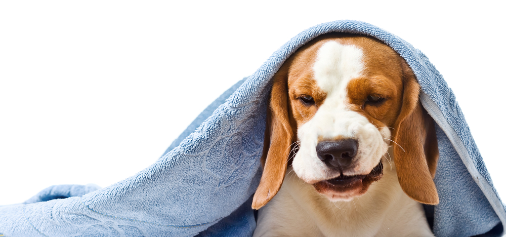 What You Need to Know About Canine (Kennel) Cough in Dogs