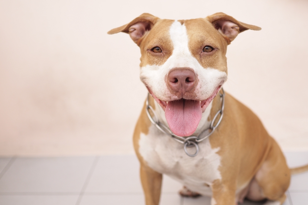 Why Pit Bulls Are Controversial - PetHelpful