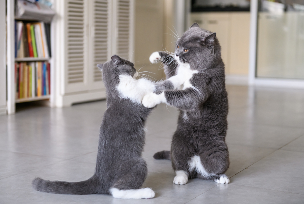 Hissy Fit: Are My Cats Playing or Fighting?