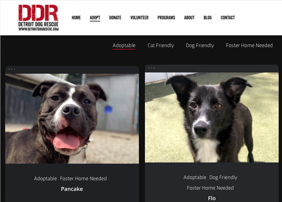 Adopting a Dog from Detroit Dog Rescue