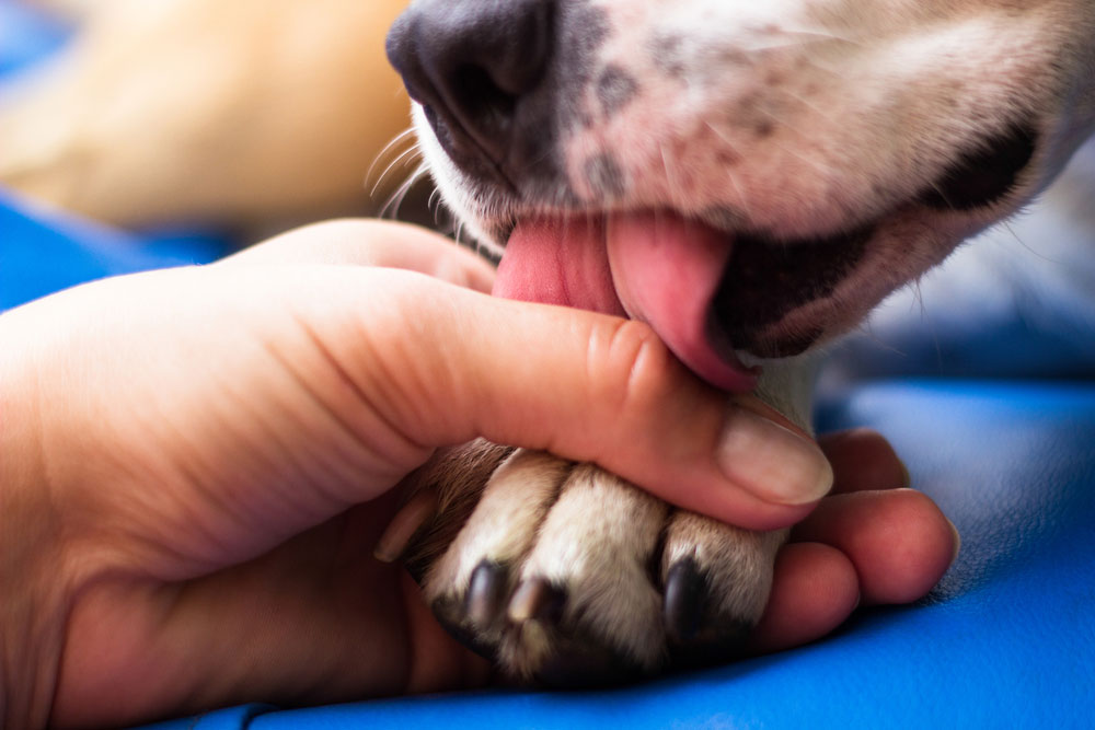 Licking paws shop dogs treatment