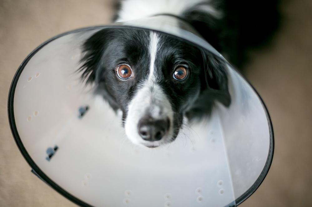 Comfortable Alternatives to the “Cone of Shame”