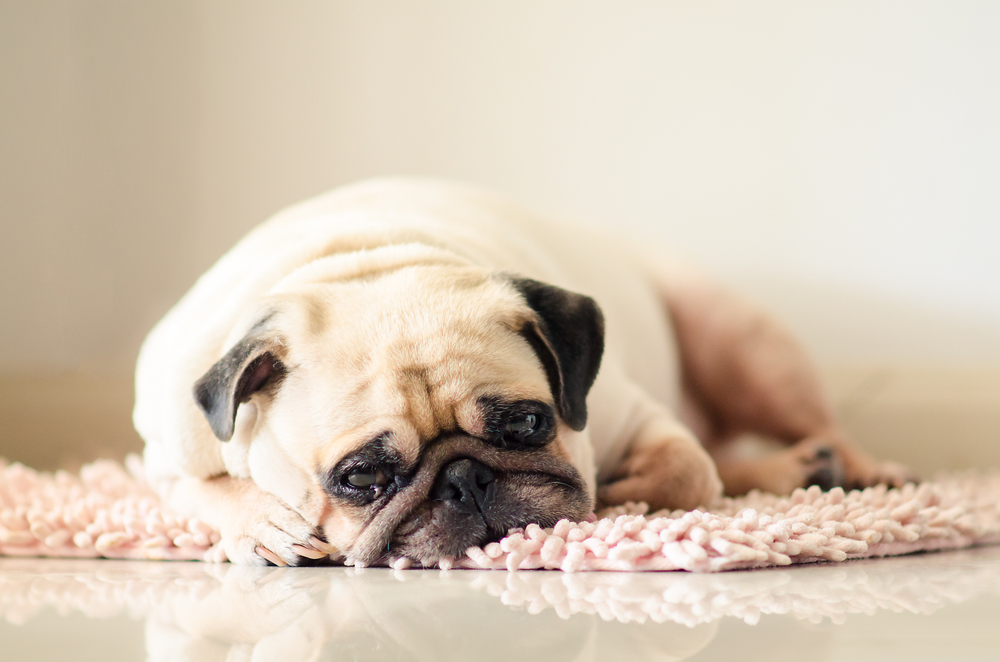 Dog Seizures: Causes, Symptoms, and Treatment