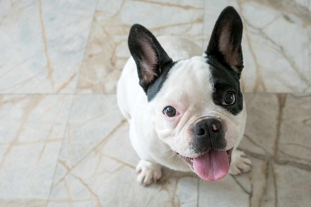 what causes excessive panting in dogs